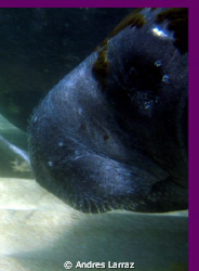 MANATEE Up close. by Andres Larraz 